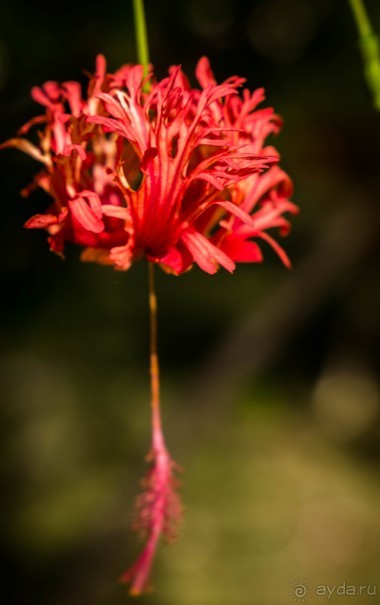 МЕРТВОЕ МОРЕ - МОРЕ, СОЛЬ, ЦВЕТЫ И ПТИЦЫ