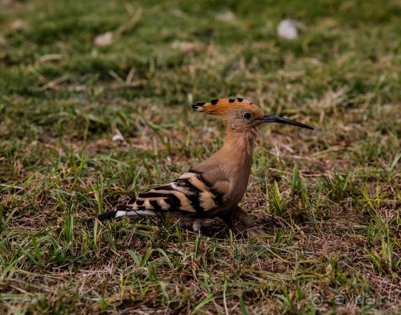 МЕРТВОЕ МОРЕ - МОРЕ, СОЛЬ, ЦВЕТЫ И ПТИЦЫ