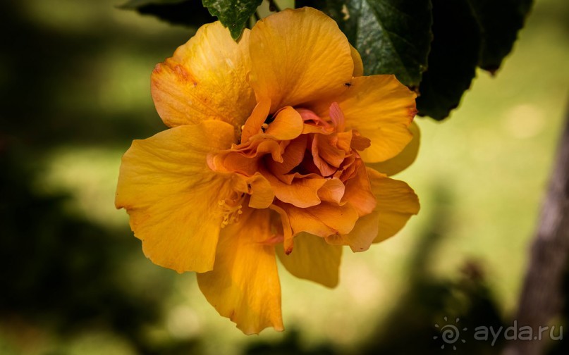 МЕРТВОЕ МОРЕ - МОРЕ, СОЛЬ, ЦВЕТЫ И ПТИЦЫ