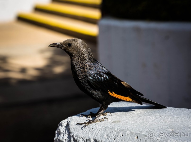 МЕРТВОЕ МОРЕ - МОРЕ, СОЛЬ, ЦВЕТЫ И ПТИЦЫ