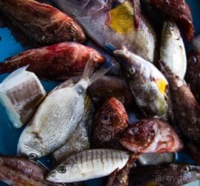 РЫБНЫЙ РЫНОК В МАРСЕЛЕ