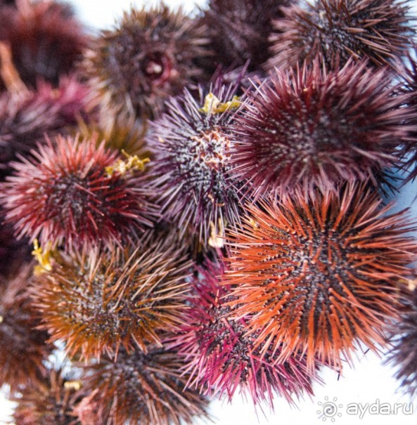 РЫБНЫЙ РЫНОК В МАРСЕЛЕ