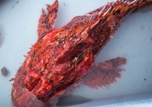 РЫБНЫЙ РЫНОК В МАРСЕЛЕ