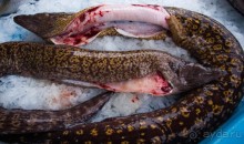 РЫБНЫЙ РЫНОК В МАРСЕЛЕ