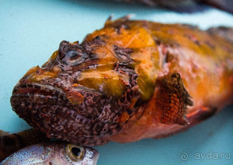 РЫБНЫЙ РЫНОК В МАРСЕЛЕ