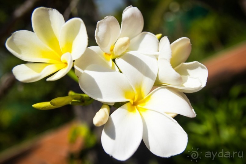 АНГКОР ВАТ - ТРИ ДНЯ В КАМБОДЖЕ 2