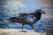 ПРОГУЛКА ВДОЛЬ РЕКИ В БРИСБЕНЕ И КАФЕ В МУЗЕЕ