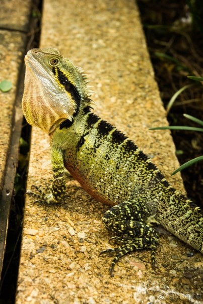 ПРОГУЛКА ВДОЛЬ РЕКИ В БРИСБЕНЕ И КАФЕ В МУЗЕЕ