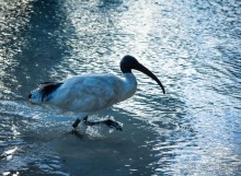 ПРОГУЛКА ВДОЛЬ РЕКИ В БРИСБЕНЕ И КАФЕ В МУЗЕЕ