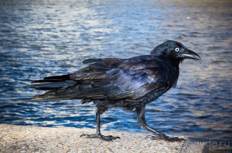 фото Брисбена