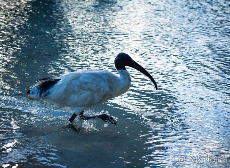 фото Брисбена