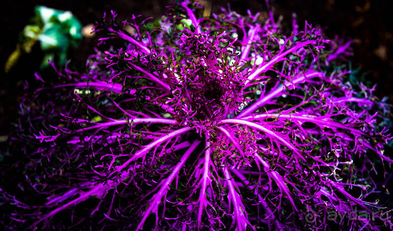 Альбом отзыва "КОСТРОМА В НАЧАЛЕ НОЯБРЯ"