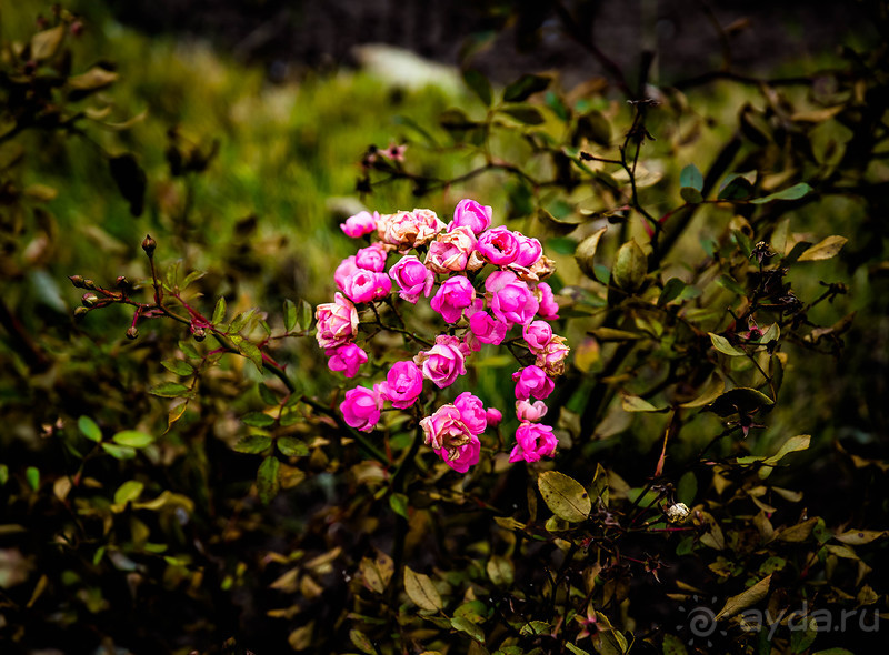 Альбом отзыва "КОСТРОМА В НАЧАЛЕ НОЯБРЯ"