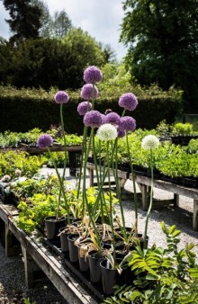 Альбом отзыва "WELL-DRESSING - ДЕРЕВНЯ TISSINGTON"