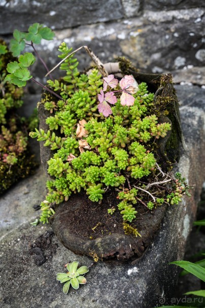 Альбом отзыва "WELL-DRESSING - ДЕРЕВНЯ TISSINGTON"