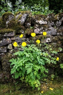Альбом отзыва "WELL-DRESSING - ДЕРЕВНЯ TISSINGTON"