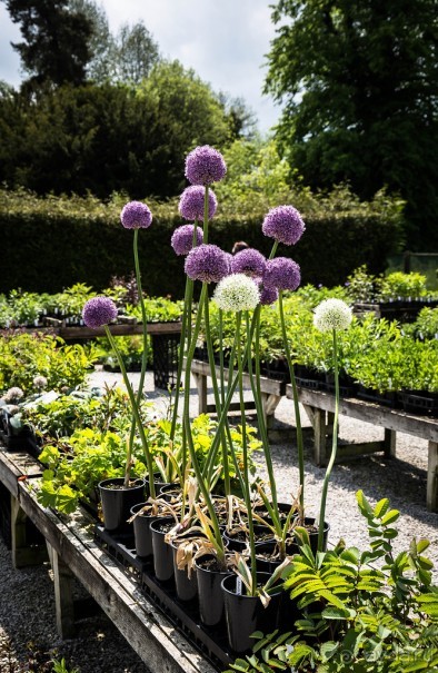 WELL-DRESSING - ДЕРЕВНЯ TISSINGTON