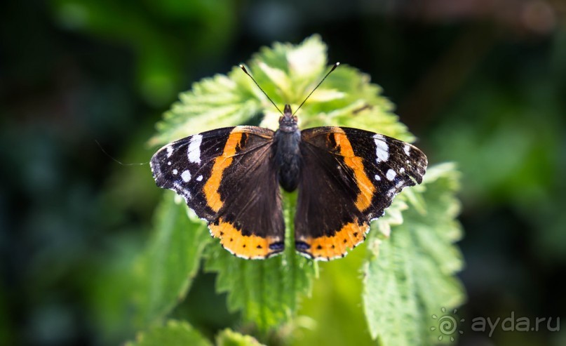 WELL-DRESSING - ДЕРЕВНЯ TISSINGTON