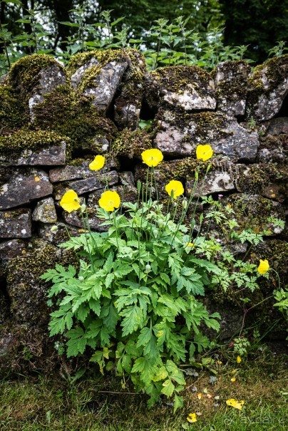 WELL-DRESSING - ДЕРЕВНЯ TISSINGTON