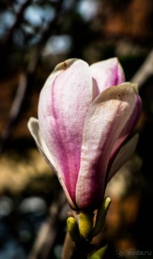 РЫБАКИ, МАГНОЛИЯ И ДВЕ ЦЕРКВИ. РЕКА SOAR И ЛОШАДИ