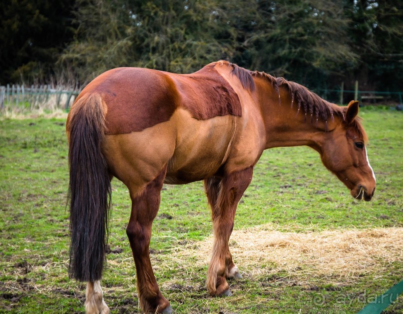 РЫБАКИ, МАГНОЛИЯ И ДВЕ ЦЕРКВИ. РЕКА SOAR И ЛОШАДИ