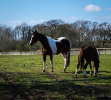 Альбом отзыва "РЫБАКИ, МАГНОЛИЯ И ДВЕ ЦЕРКВИ. РЕКА SOAR И ЛОШАДИ"