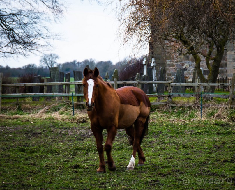 РЫБАКИ, МАГНОЛИЯ И ДВЕ ЦЕРКВИ. РЕКА SOAR И ЛОШАДИ