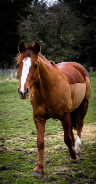 РЫБАКИ, МАГНОЛИЯ И ДВЕ ЦЕРКВИ. РЕКА SOAR И ЛОШАДИ