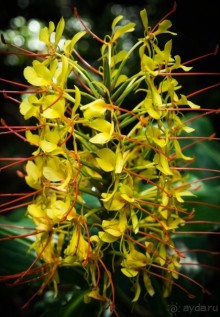 ЦВЕТЫ В СИДНЕЕ