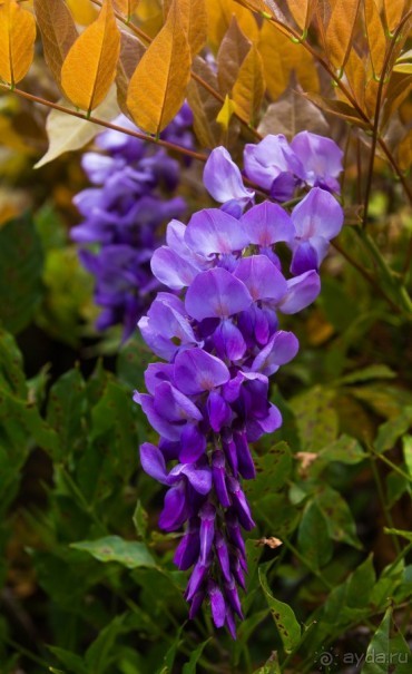 ЦВЕТЫ В СИДНЕЕ