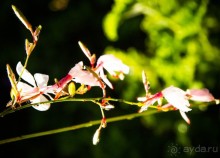 ЦВЕТЫ В СИДНЕЕ