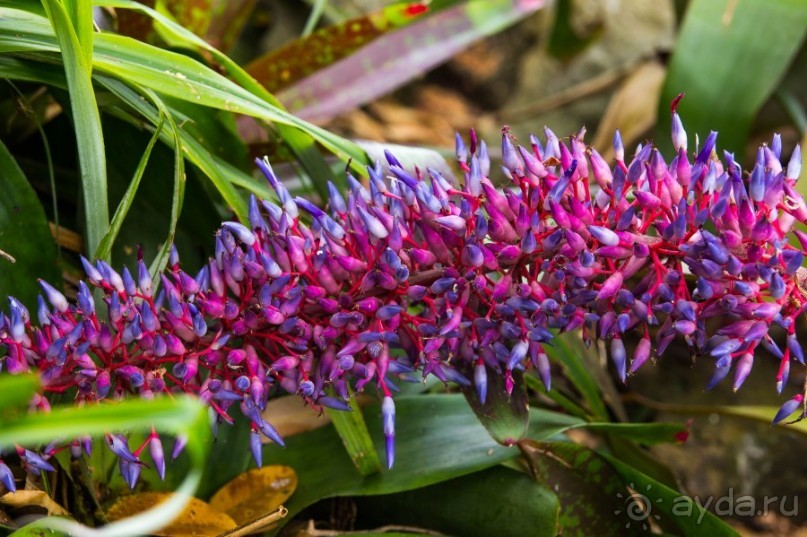 ЦВЕТЫ В СИДНЕЕ