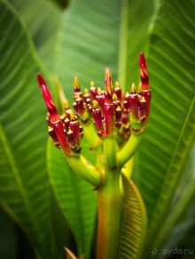 ЦВЕТЫ В СИДНЕЕ