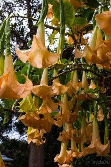 ЦВЕТЫ В СИДНЕЕ