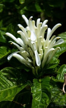 ЦВЕТЫ В СИДНЕЕ