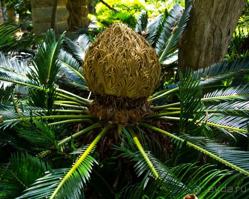 ЦВЕТЫ В СИДНЕЕ