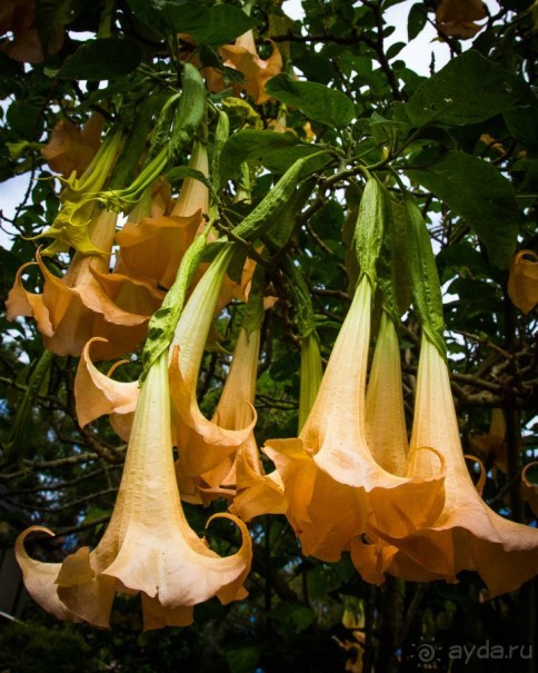 ЦВЕТЫ В СИДНЕЕ