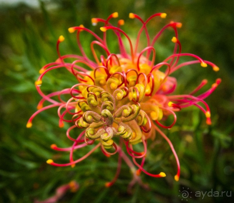 ЦВЕТЫ В СИДНЕЕ