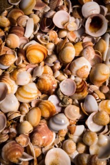 Альбом отзыва "БАТ ЯМ - ВДОЛЬ БЕРЕГА МОРЯ"