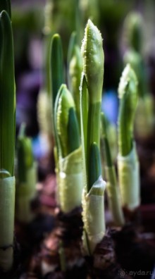 ASHBY DE LA ZOUCH (Ешбі-де-ла-Zouch). ЗАМОК В ASHBY DE LA ZOUCH AND POEM BY EDWIN BROCK