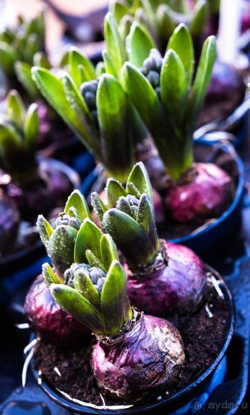 ASHBY DE LA ZOUCH (Ешбі-де-ла-Zouch). ЗАМОК В ASHBY DE LA ZOUCH AND POEM BY EDWIN BROCK