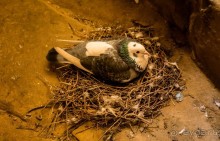 ASHBY DE LA ZOUCH (Ешбі-де-ла-Zouch). ЗАМОК В ASHBY DE LA ZOUCH AND POEM BY EDWIN BROCK