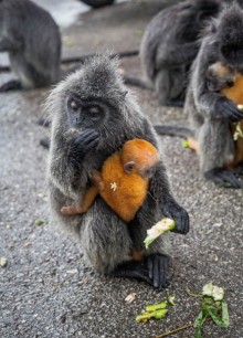 МАЛАЙЗИЯ. КУАЛА ЛУМПУР