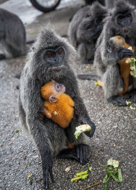 МАЛАЙЗИЯ. КУАЛА ЛУМПУР
