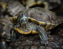 МАЛАЙЗИЯ. КУАЛА ЛУМПУР