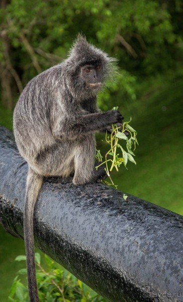 МАЛАЙЗИЯ. КУАЛА ЛУМПУР