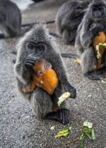 МАЛАЙЗИЯ. КУАЛА ЛУМПУР