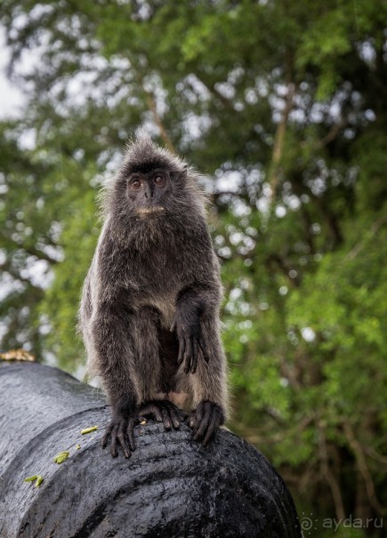 МАЛАЙЗИЯ. КУАЛА ЛУМПУР