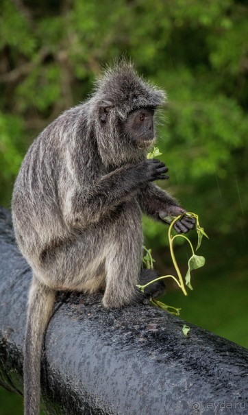 МАЛАЙЗИЯ. КУАЛА ЛУМПУР