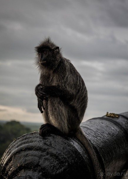 МАЛАЙЗИЯ. КУАЛА ЛУМПУР